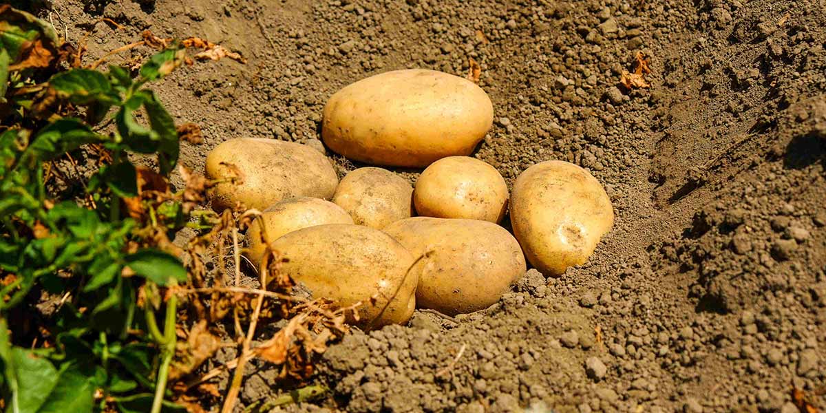 Potatoes Forever! alla Giornata Internazionale della Patata